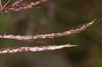 Pitted beardgrass